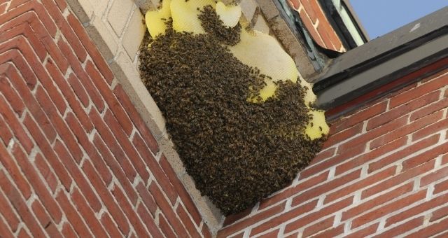 bees-in-chimney