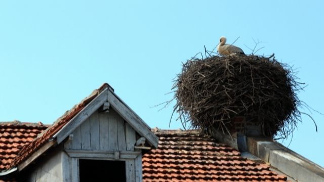 How to Safely Remove Nests from Chimney 