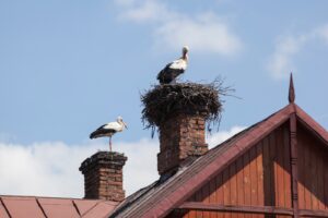 Remove Nests