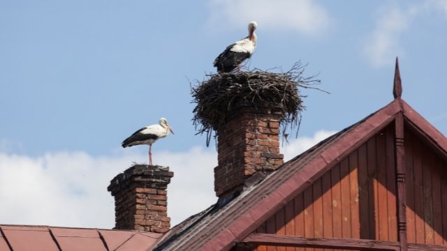 protect the chimney from birds