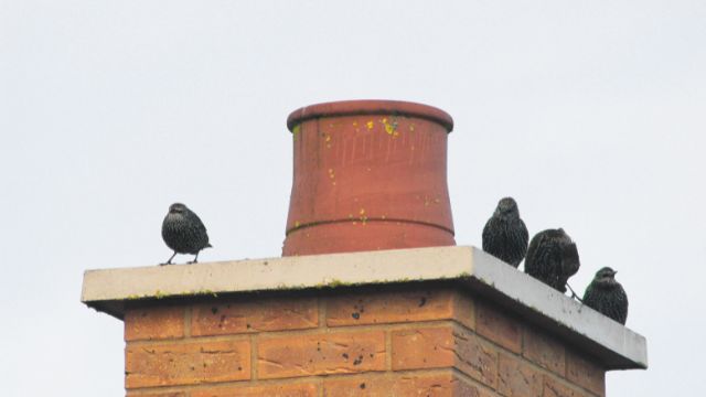 Get Birds Out Of A Chimney