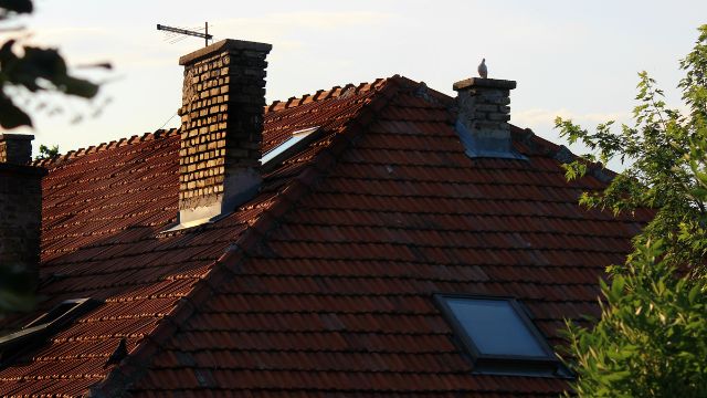 How To Get Birds Out Of A Chimney?