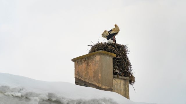 Chimney Animal & Nest Removal