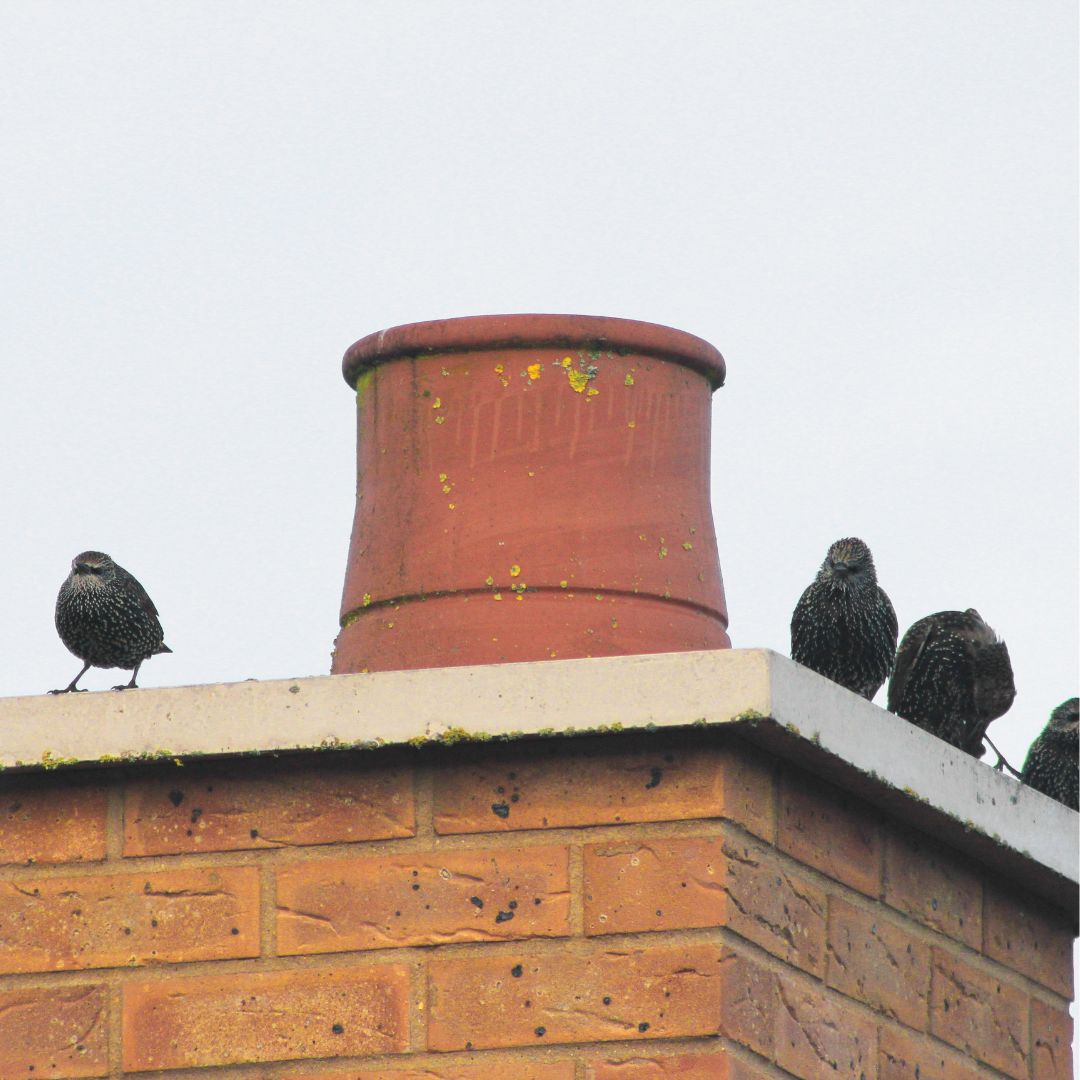 chimney sweeps bird removal by smoky sweeper 