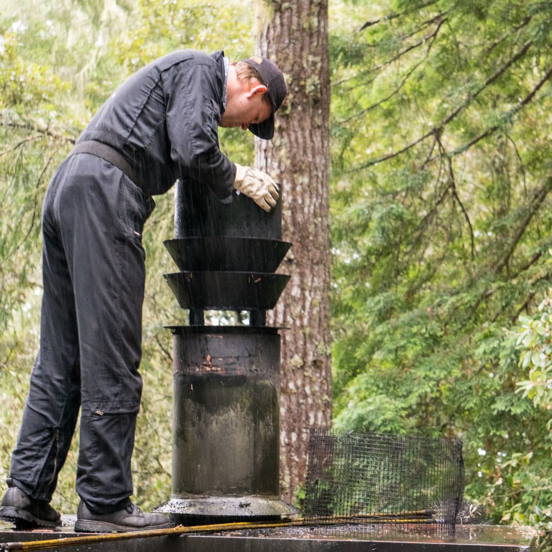 Birds Chimney Sweeps of smoky sweeper  